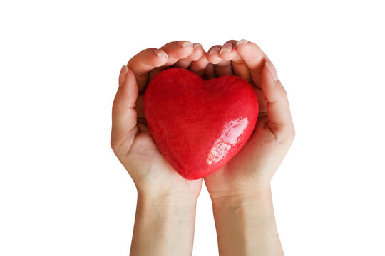 Red heart in hands on a transparent background