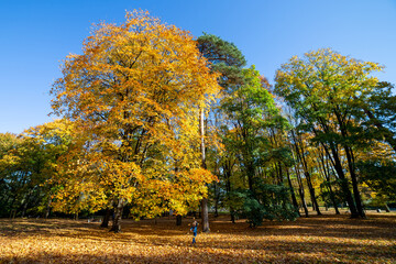 Trees in the park on a sunny autumn day