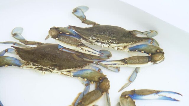 Caught blue crabs under water