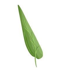 eucalyptus leave vector 