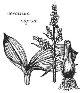 veratrum nigrum, hellebore, medicinal plant, medicinal herbs, black and white design, чемерица черная
