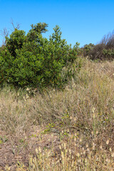 sand dunes with grasses and vegetation