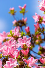 Rosa Blumen vor blauem Himmel