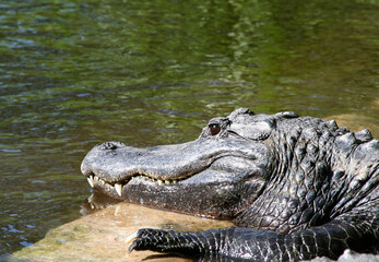 American Alligator with Big and Sharp Teeth by the water getting sun in Homosassa Springs, Florida,...