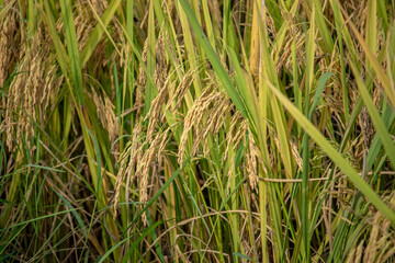 Rice fields in the rice fields are turning yellow