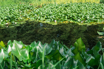 aquatic vegetation on the banks of a standing reservoir