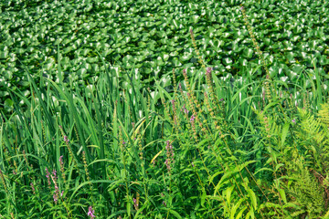 coastal herbaceous vegetation on the banks of reservoir