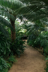 interior of a large greenhouse with a collection of ferns