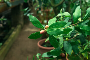ficus branch with fruits in the interior of a greenhouse