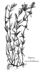 thymus marschallianus, thyme,  medicinal plant, medicinal herbs, black and white design, тимьян маршала, чебрець