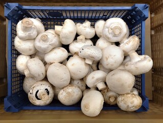 mushrooms on the market