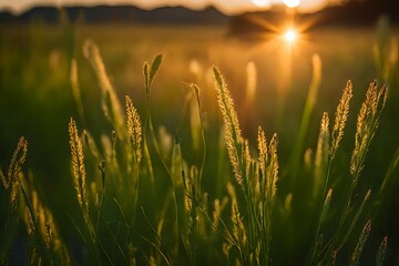 wheat field in the morning