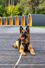 Beautiful female German Shepherd lies on wooden path in camping park. Rental cabins on background. Service dog Guard and human friend