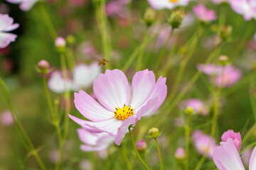 秋風に揺れるコスモスの花