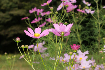 秋風に揺れる野原に咲くコスモス