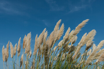 Pampas grass against a blue sky