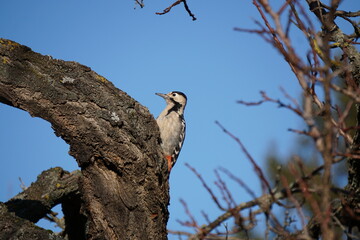Great spotted woodpecker sitting in tree
