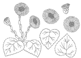 Coltsfoot flower graphic black white isolated sketch illustration vector