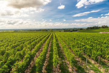 Fototapeta na wymiar Sunny landscape of vineyards of Saint Emilion, Bordeaux. Wineyards in France. Rows of vine on a grape field. Wine industry. Agriculture and farming concept