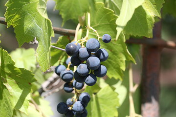 bunch of grapes
