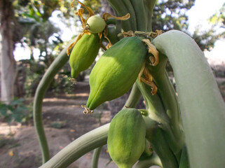 papaya fruit in the garden