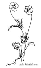 violet, viola, viola kitaibeliana, medicinal plant, medicinal herbs, black and white design, фиалка