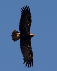 Eastern Imperial Eagle (Aquila heliaca) in flight over the Indus River.

Listed as “Vulnerable” on the IUCN Red List of Threatened Bird. A winter migrant and visitor to Pakistan. 
