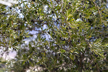 olive tree in Spain
