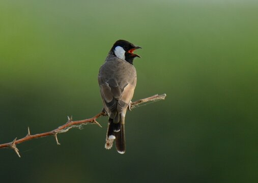 White-eared Bulbul (Pycnonotus leucotis).

A relatively common resident bird in Pakistan. Its population might be dwindling. 
