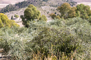 olive tree in Spain