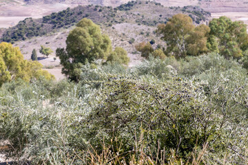 olive tree in Spain