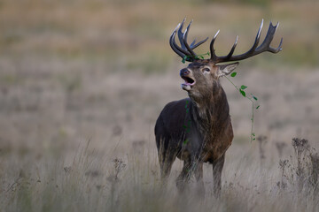 Red deer stag with foliage