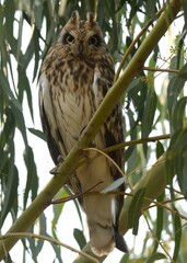 Short-eared Owl (Asio flammeus).

A Winter migrant to Pakistan along with its cousin, the Long-eared Owl. It is always lovely to see these large Owls.