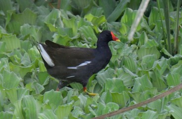 Common Moorhen (Gallinula chloropus).

A relatively common species in wetlands/swamps of Pakistan. 
