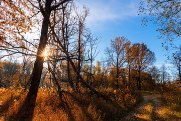 Autumn forest nature. Vivid morning in colorful forest with sun rays through branches of trees. Scenery of nature with sunlight