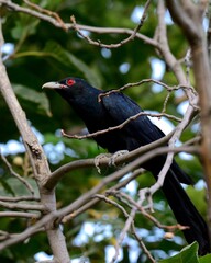A male Asian Koel (Eudynamys scolopaceus) up in a Sacred Fig (Peepal) Tree in Pakistan.