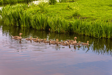 two greylag geese with eleven young swim in the water