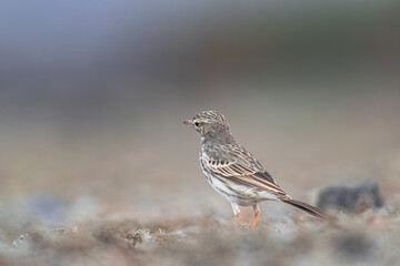 Berthelot's pipit bird (Anthus berthelotii) with sunset light on dry ground,Tenerife, Canary islands, Spain