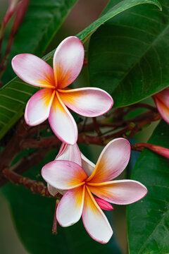 Frangipani flower, (plumeria rubra), colorful blooming close view