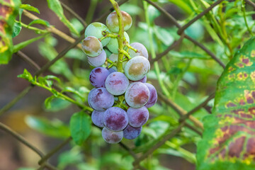 Ripe grape bunch on vine, sunlit in wine garden.