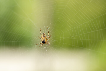 Spider on a web close-up on a green background