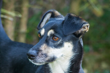 A captivating close-up of a black dog's head taken in natural light.