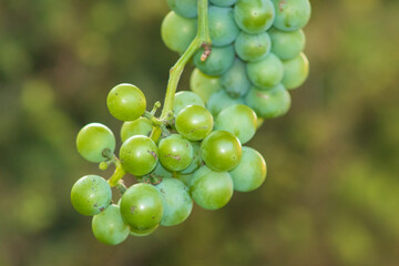 Tempting bunch of ripe grapes in the wine garden, creative angle.