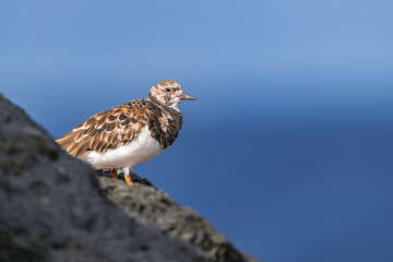 ruddy turnstone (Arenaria interpres) in non breeding plumage, standing on volcanic rocks with sunlight and Atlantic ocean background, Tenerife, Canary islands