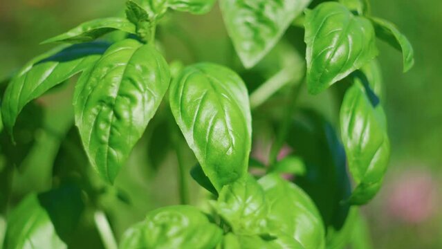 Green basil plantation. Garden natural organic food. Fresh organic green basil growing in the garden.