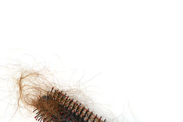 Hair loss in comb, hair fall everyday serious problem, on white background.