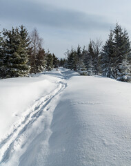 Snow covered hiking trail with young forest around in winter Moravskoslezske Beskydy mounttains