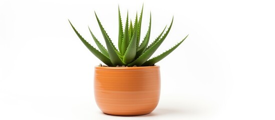 Potted green aloe vera plant on white background