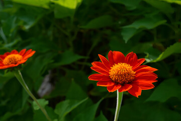 Beautiful blooming orange cosmos, close-up, flower garden (Focus on the pollen)
