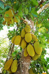 view of many jackfruit hanging on the tree